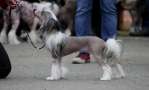Ashantal Golden Dream Chinese Crested