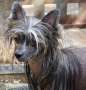 Chic To Chic Levis Strauss Chinese Crested