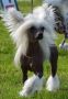Smedbys Double Trouble Chinese Crested