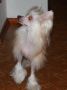 Angel Gold Star Chinese Crested