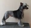 Crestyle Risky Business HL CGN Chinese Crested