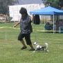 Kulana's Victory Dance  Aom Dom Chinese Crested