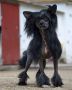 Sirius Black de Lybriu's Legacy Chinese Crested