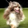Little Dog Of Dream Magic Cloud Chinese Crested
