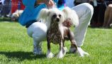 Suanho's Nuxalk Chinese Crested