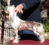 Sherabill Creme De Cacao Chinese Crested