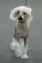 Fantastik Kashmir Special Spacey Chinese Crested