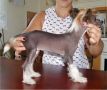Spirit Of Mantra's Black Magic Chinese Crested