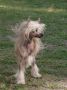 Hampton Court's FalaZairroo at Legend Chinese Crested