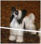 Firacres Riverdance Chinese Crested