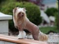 Queen Bos Bohemia Chinese Crested