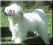 Rdjurstigens Ace The Best Chinese Crested