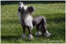 Smedbys Girl Of Mine Chinese Crested