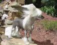 I Feel Lucky N'co. Chinese Crested
