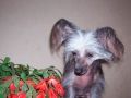 Ave Concorde Shen Li Chinese Crested