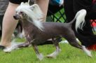 Prefix Singapore Sling Chinese Crested