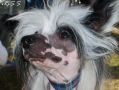Easy Man Top Model De Rama Chinese Crested
