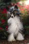 Cristall-MyAngel N Kaylen Trick Of The Imagination Chinese Crested