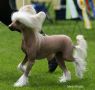 Mslis Tipi Chinese Crested