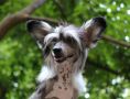 Gallurius Purple Heart Chinese Crested