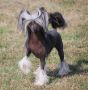 Little Dog Of Dream I'm a beauty Chinese Crested