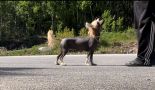 Girls Girls Indie Pop Chinese Crested