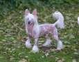 HitLine Ltd Extra Boy Chinese Crested