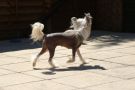 Zucci Sweet Rosie For Leibwache Chinese Crested