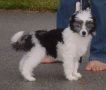 Stillmeadow's Let Freedom Ring Chinese Crested