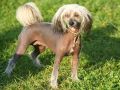 Gucci Chinese Crested