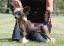 Sherabill What Women Want Chinese Crested
