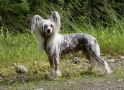 All A Glow N'co Chinese Crested