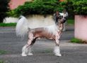 Gracieux Actions Speak Louder Chinese Crested