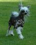Trollmyren's Sting Chinese Crested