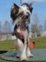 Domtotem Favoritka Chinese Crested