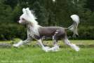 Chinese Line Doris Day Chinese Crested