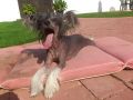 Sun-Hee's Blue Moon Rising Chinese Crested