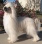 Crestars Woofy PF, SOM Chinese Crested
