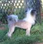 Country Lunar Huntress v Gardine Chinese Crested