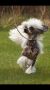Lionheart Kause I'm Worth It Chinese Crested