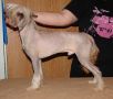 Orchid's Darius Chinese Crested