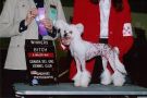 Crest-Vue's Barbie Doll Chinese Crested