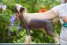 Rolana Family Verity Victoria Chinese Crested