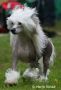 Krysolit Extreme Star  Vous Chinese Crested