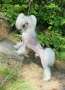 Gardine's Real Men Wear Pink Chinese Crested