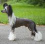 Wickhaven He's Got Game SOM Chinese Crested