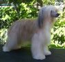 Unidog's Puff Agan Chinese Crested
