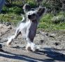 Smart Style On Line Chinese Crested