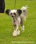 Chattanooga's P.S. I Love You Chinese Crested