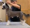 Blanch-o Kaylen's Man of Steele Chinese Crested